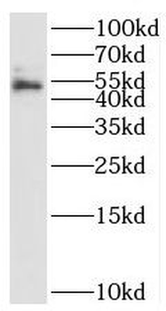 STEAP4 Antibody