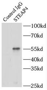 STEAP4 Antibody