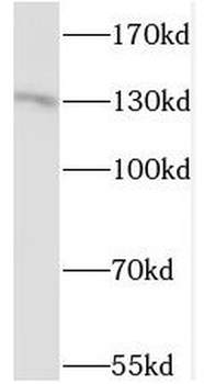 STK10 Rabbit Polyclonal Antibody