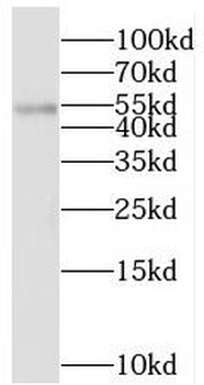 STK24 Antibody