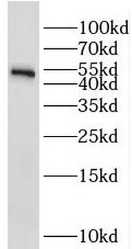 STK25 Antibody