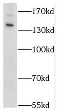 STK36 Antibody