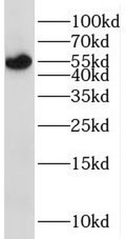 STK38 Antibody