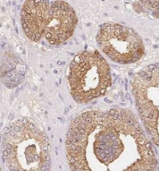 STK4 Antibody