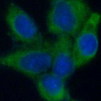 STOM Antibody