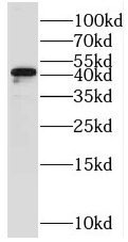 STOML1 Antibody