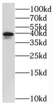 STOML2 Antibody