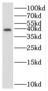 STRAP Rabbit Polyclonal Antibody
