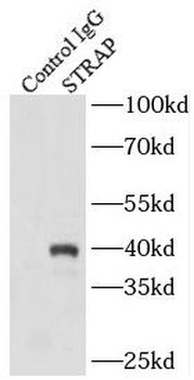 STRAP Antibody