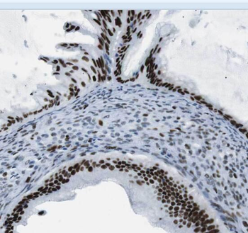 STRAP Antibody