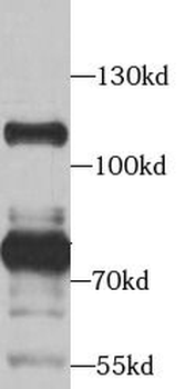 STRN Antibody
