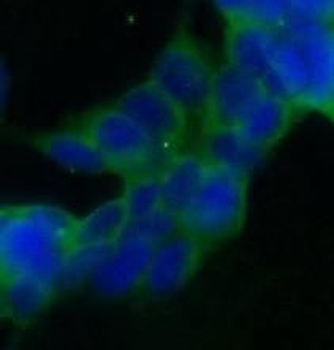 STT3A Antibody