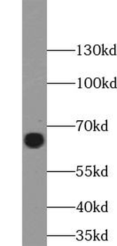 STXBP2 Antibody