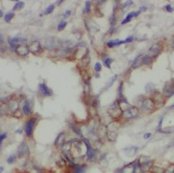 STXBP2 Antibody