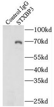 STXBP3 Antibody