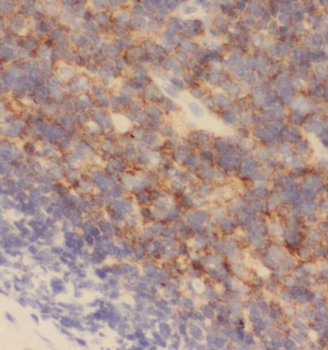 STXBP3 Antibody