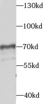 STXBP4 Antibody
