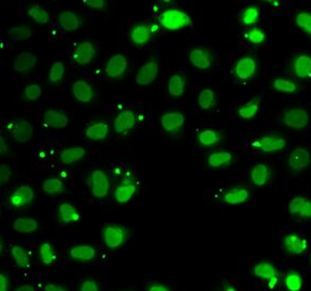SUB1 Antibody