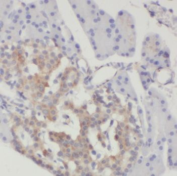 SUB1 Rabbit Polyclonal Antibody