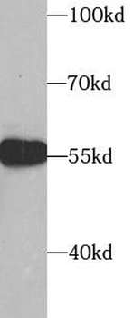 SUFU Antibody