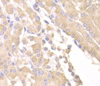 SUFU Antibody
