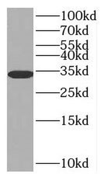 SULT1E1 Antibody