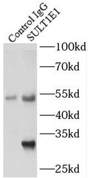 SULT1E1 Antibody