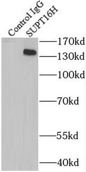 SUPT16H Antibody
