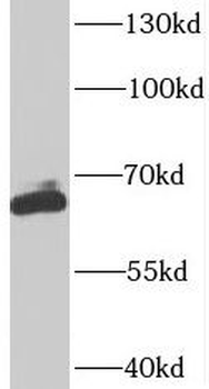 SUPT7L Antibody