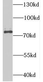 SUPV3L1 Antibody