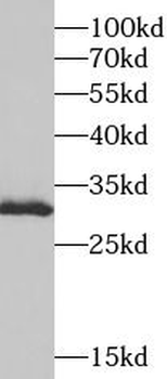 SURF1 Antibody