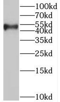 SYAP1 Antibody