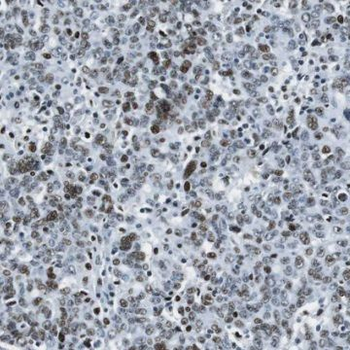 SYCE1 Antibody