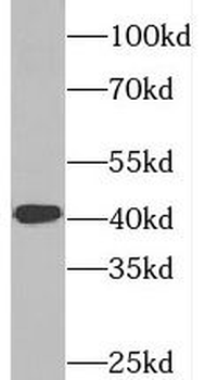 SYCE1 Antibody