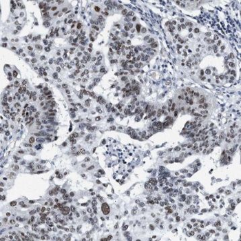 SYCE1 Antibody