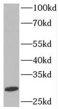 SYF2 Antibody