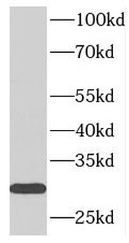 SYNGR1 Antibody