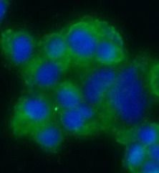 SYP Antibody