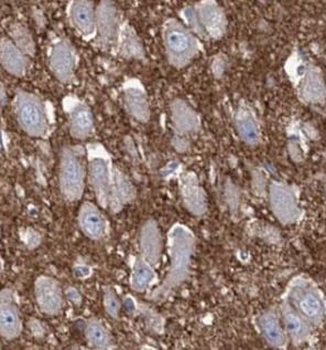 SYP Antibody