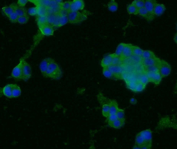 SYP Antibody