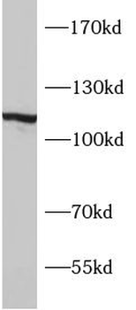 SYNPO Antibody