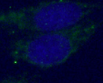 SYT1 Antibody