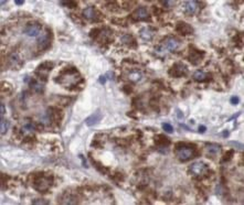 SYT1 Antibody
