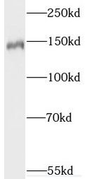 SYNGAP1 Antibody