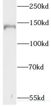 SYNJ1 Antibody