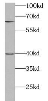 STX12 Antibody