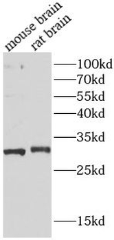 STX6 Antibody