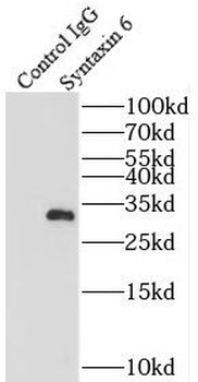STX6 Antibody