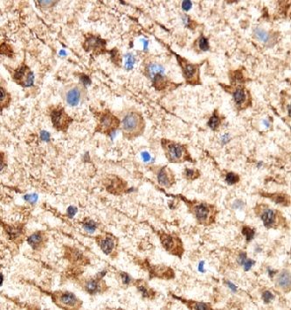 STX6 Antibody