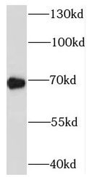 SYTL3 Antibody
